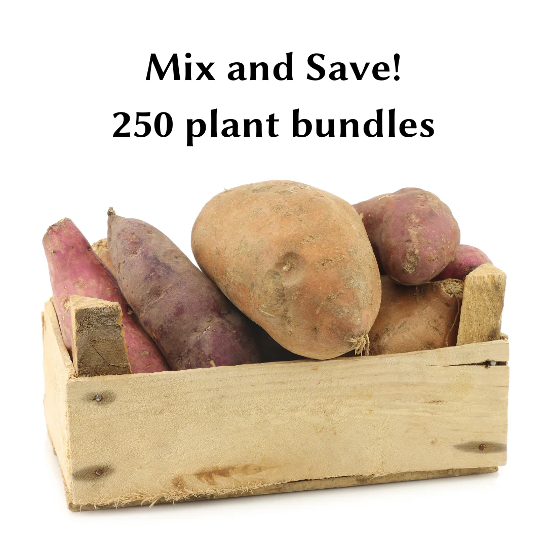 Wholesale Plant Bundles